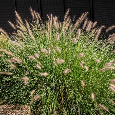 Rozplenica japońska 'Hameln' P9(0,5)