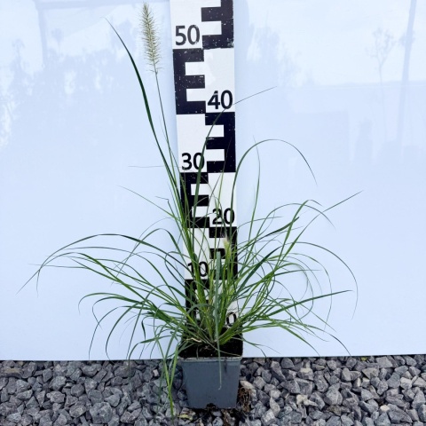 Rozplenica japońska 'Hameln' P9(0,5)