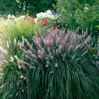 Rozplenica japońska 'Magic' 3L