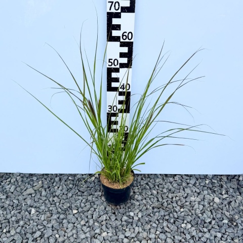 Rozplenica japońska 'Magic' 3L