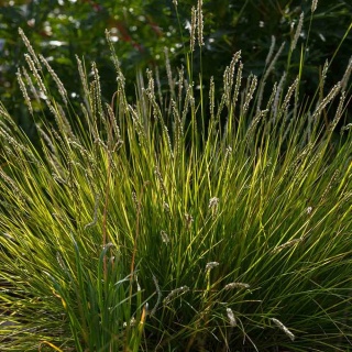 Sesleria jesienna 2L