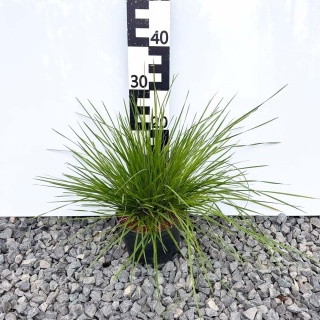 Śmiałek darniowy 2L