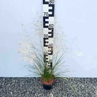 Śmiałek darniowy 'Goldtau' 2L