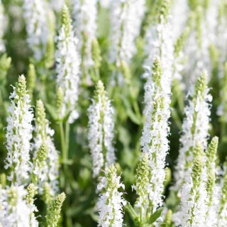 Szałwia omszona 'Medium White' 3L