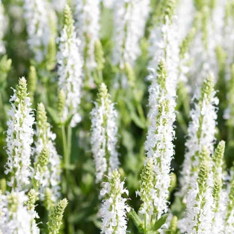 Szałwia omszona 'Medium White' 3L