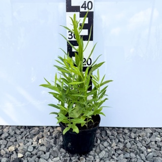 Szałwia omszona 'Ostfriesland' 2L