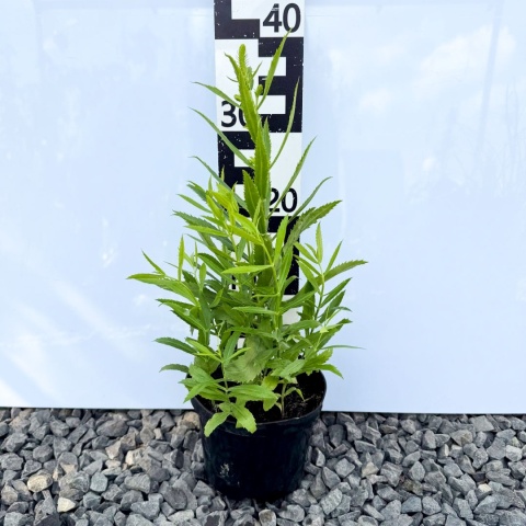 Szałwia omszona 'Ostfriesland' 2L