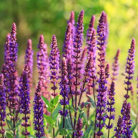 Szałwia omszona 'Violet Queen' 3L