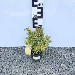 Tawuła Nippońska "Gerlve's Rainbow' 2L