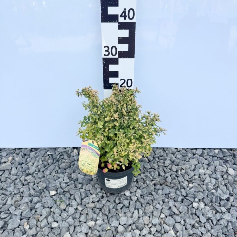 Tawuła Nippońska "Gerlve's Rainbow' 2L