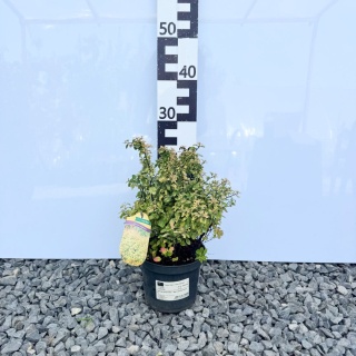 Tawuła Nippońska "Gerlve's Rainbow' 2L