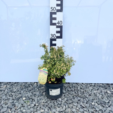 Tawuła Nippońska "Gerlve's Rainbow' 2L