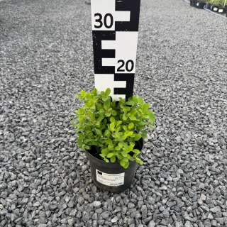 Tawuła brzozolistna 'Tor' 2L