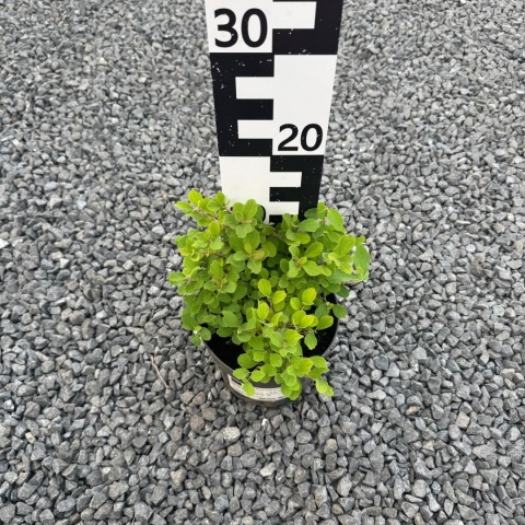 Tawuła brzozolistna 'Tor' 2L