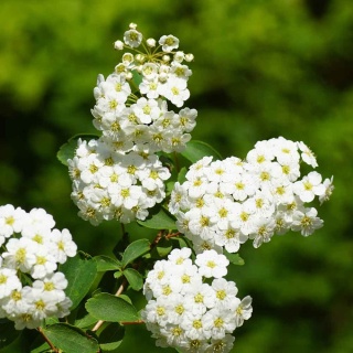 Tawuła brzozolistna 'Tor Gold' 2L