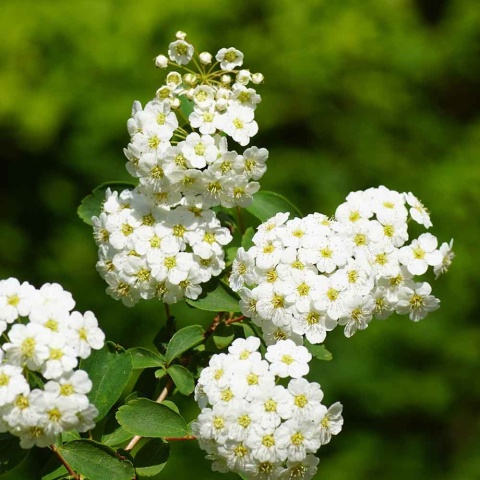 Tawuła brzozolistna 'Tor Gold' 2L