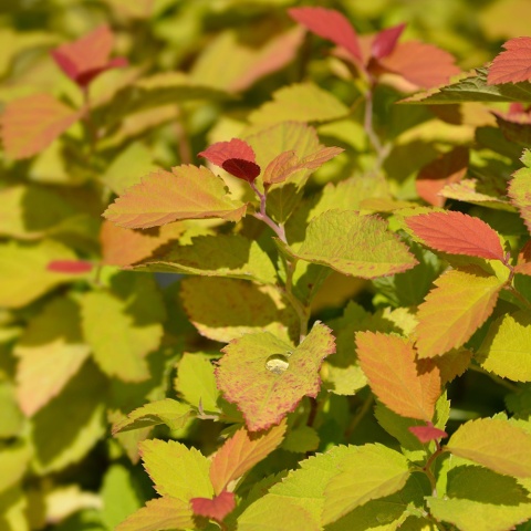 Tawuła japońska 'Big Bang' 1L(P11)