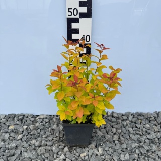 Tawuła japońska 'Big Bang' 1L(P11)