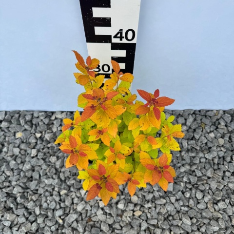 Tawuła japońska 'Big Bang' 1L(P11)