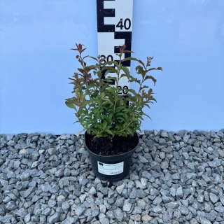 Tawuła japońska 'Crispa' 1,5L