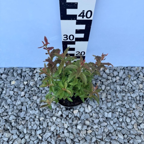 Tawuła japońska 'Crispa' 1,5L