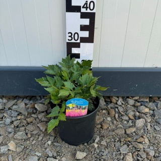 Tawułka 'Little Vision in Pink'/Astilbe 2L