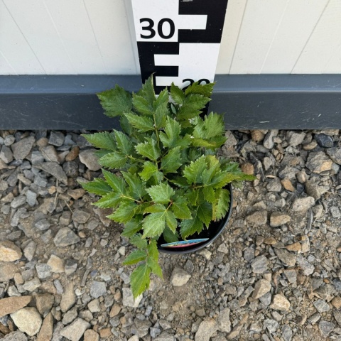 Tawułka 'Little Vision in Pink'/Astilbe 2L