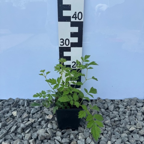 Tawułka chińska 'Pumila' P11(1L)