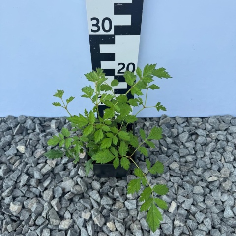 Tawułka chińska 'Pumila' P11(1L)