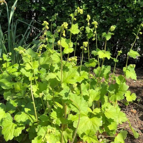 Telima wielkokwiatowa 2L