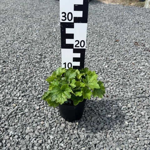 Telima wielkokwiatowa 2L