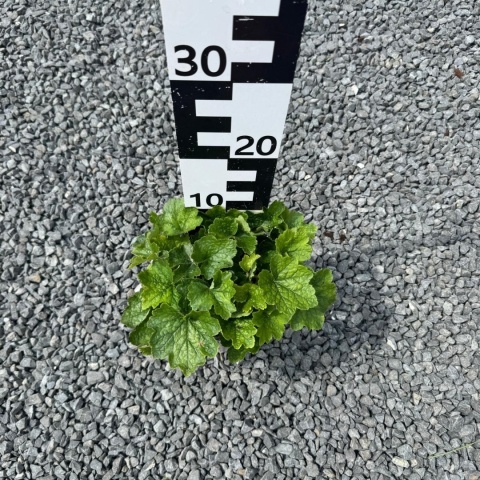 Telima wielkokwiatowa 2L