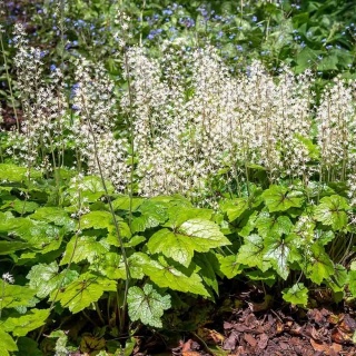 Tiarella sercolistna 'Moorgrün' 1L