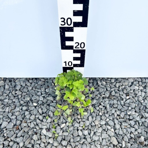 Tiarella sercolistna 'Moorgrün' 1L