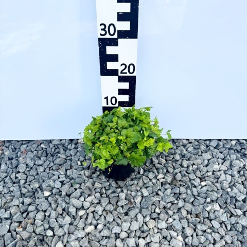 Tiarella sercolistna 'Moorgrün' 2L