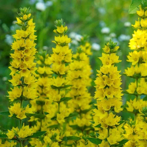 Tojeść kropkowana 3L