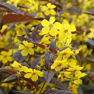 Tojeść orzęsiona 2L