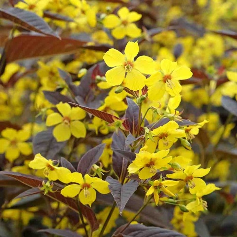 Tojeść orzęsiona 2L