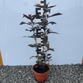 Tojeść orzęsiona 2L