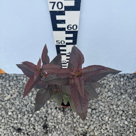 Tojeść orzęsiona 2L