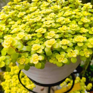 Tojeść rozesłana 'Aurea' 2L