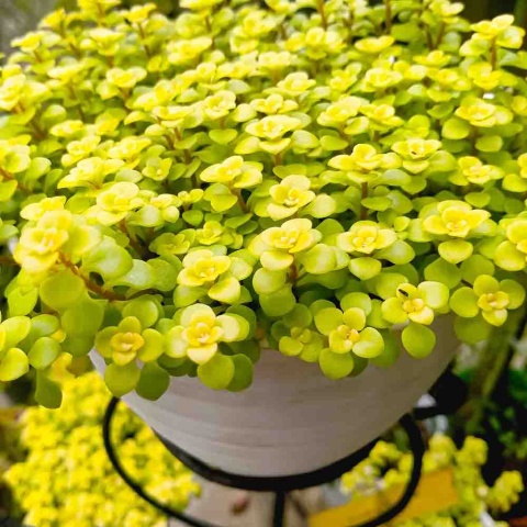 Tojeść rozesłana 'Aurea' 2L