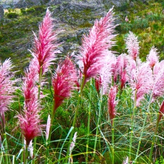 Trawa pampasowa 'Rosea' P9(0,5L)