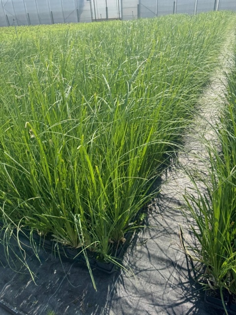 Trawa pampasowa 'White' P9(0,5L)