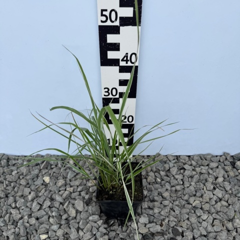 Trzcinnik 'Overdam' 3L