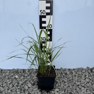 Trzcinnik 'Overdam' 3L