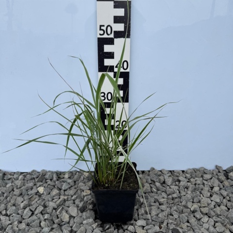 Trzcinnik 'Overdam' 3L