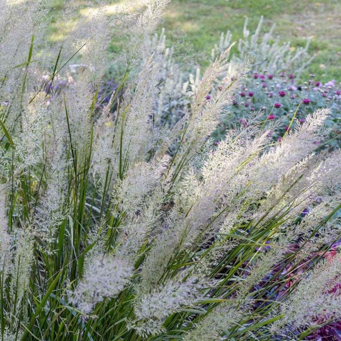 Trzcinnik krótkowłosy 3L