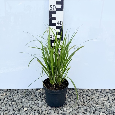 Trzcinnik krótkowłosy 3L