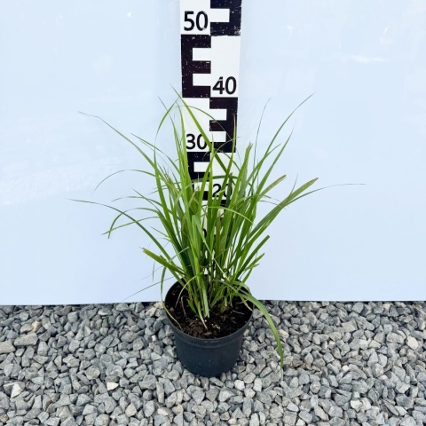 Trzcinnik krótkowłosy 3L